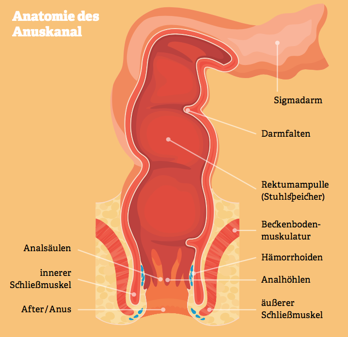 Grafik: Anatomie des Anuskanals